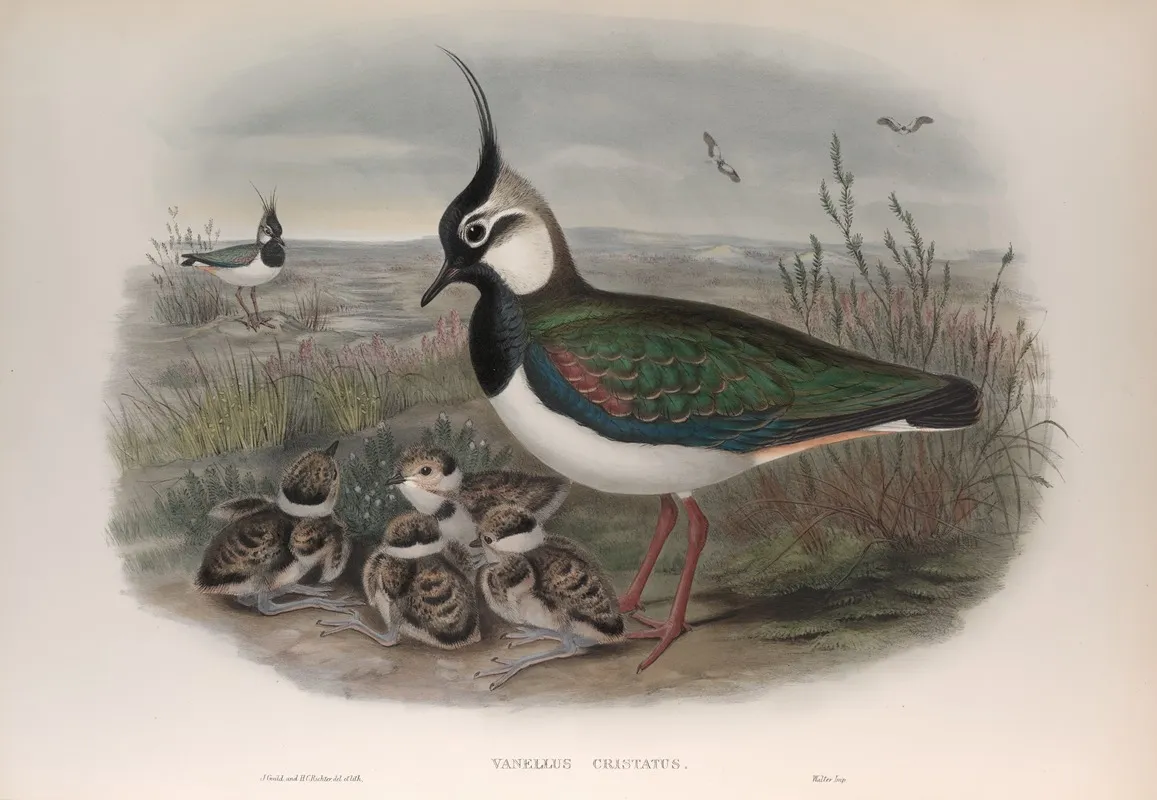 Vanellus Cristatus by John Gould - Canvas Print