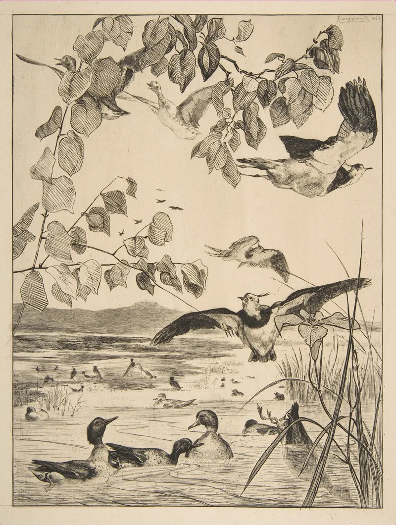 Vanneaux Et Sarcelles