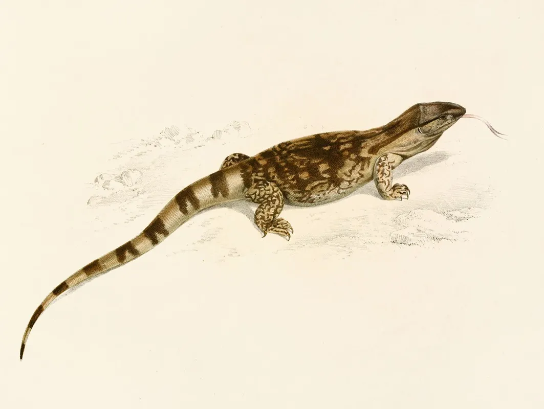 Varanus Albogularis by Sir Andrew Smith - Canvas Print