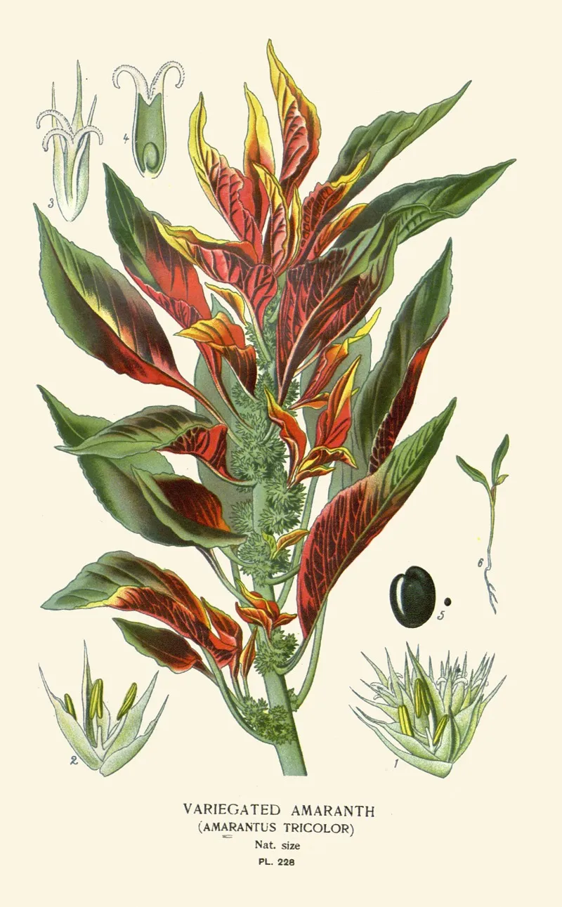 Variegated Amaranth by Edward Step - Canvas Print