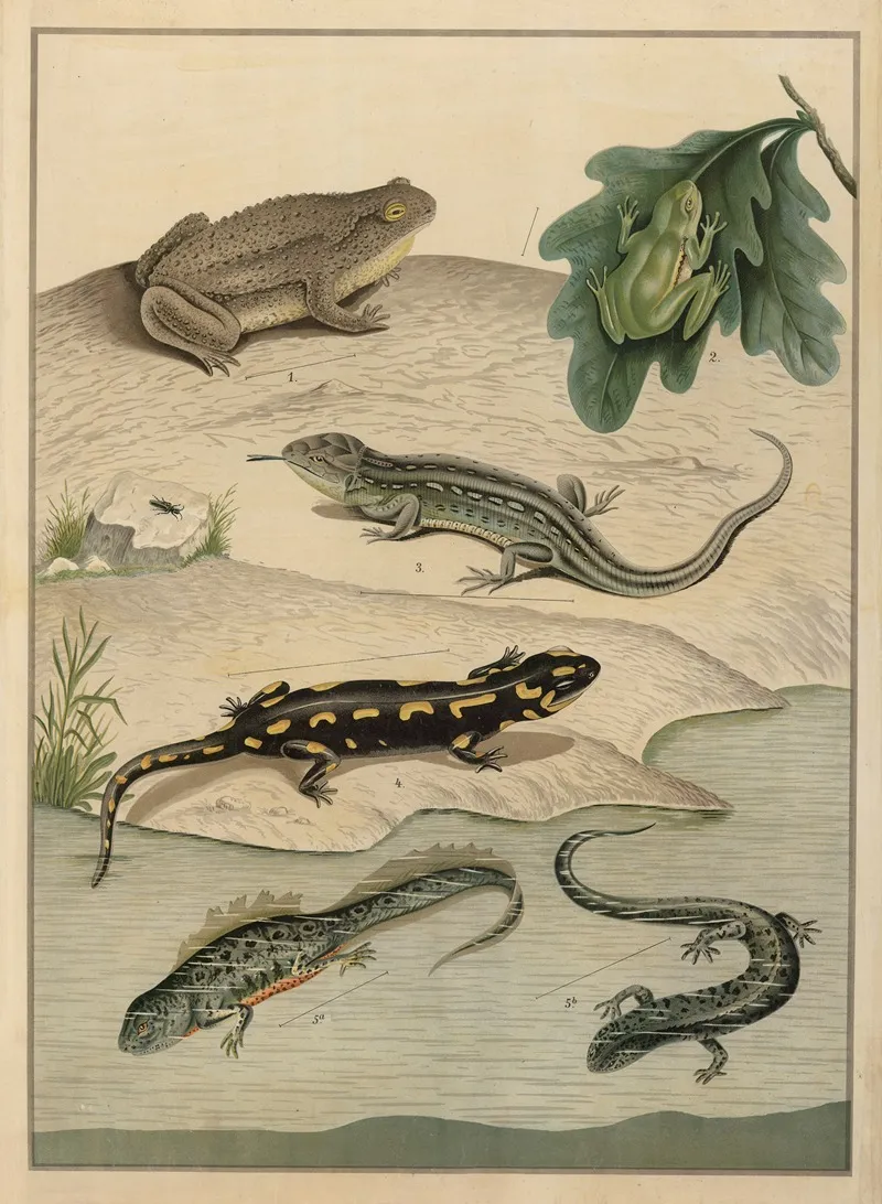 Various Amphibians