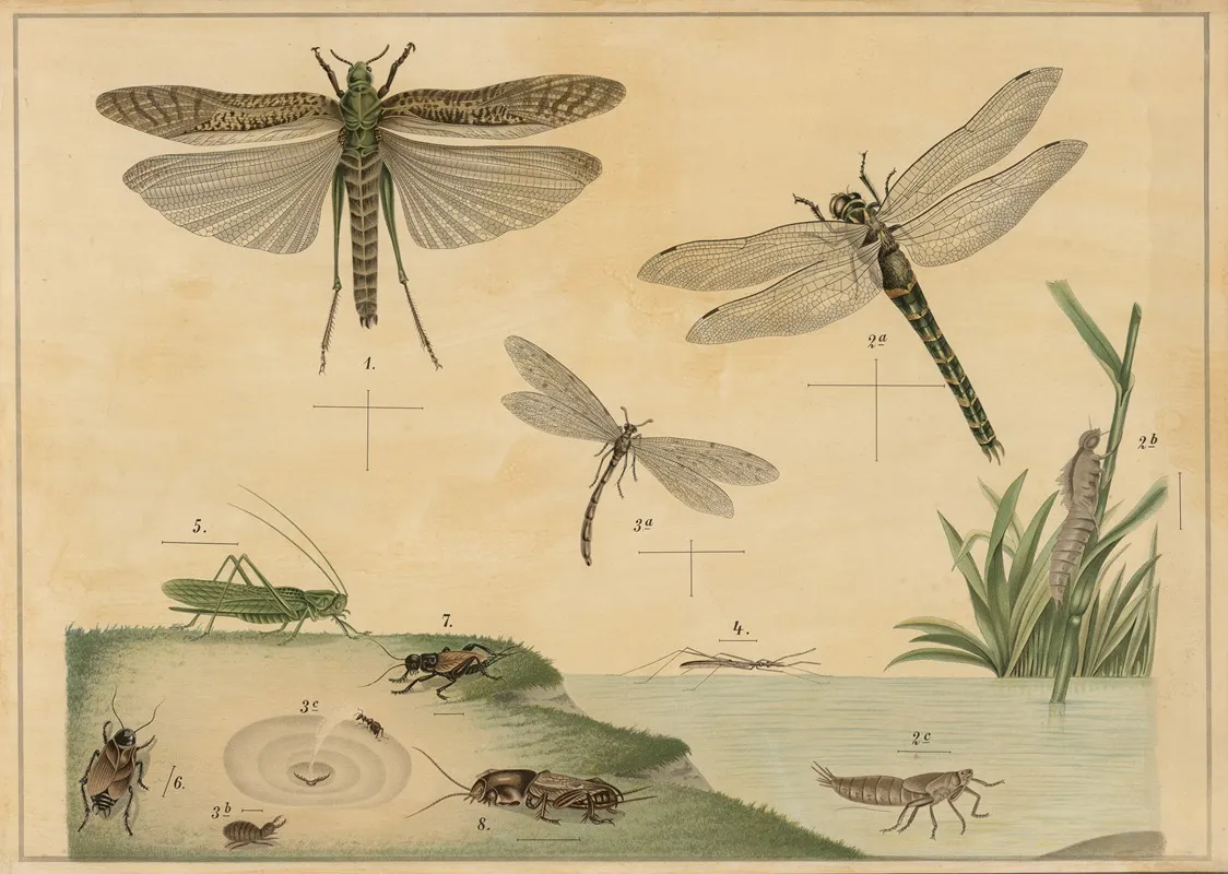 Various Insects