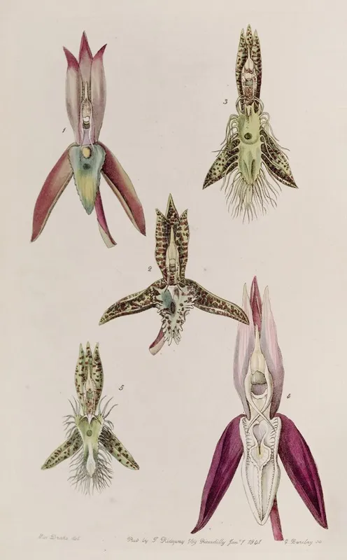Various Species Of Catasetum