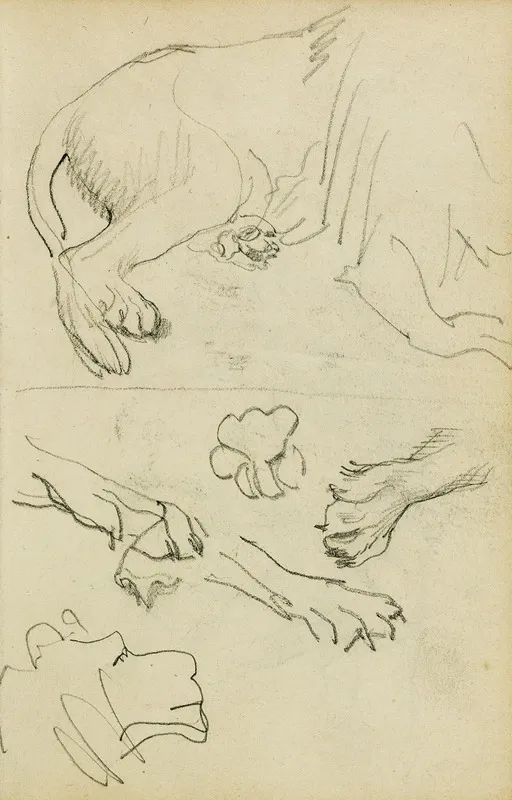 Various Studies Of Lion Leg Paws And Head