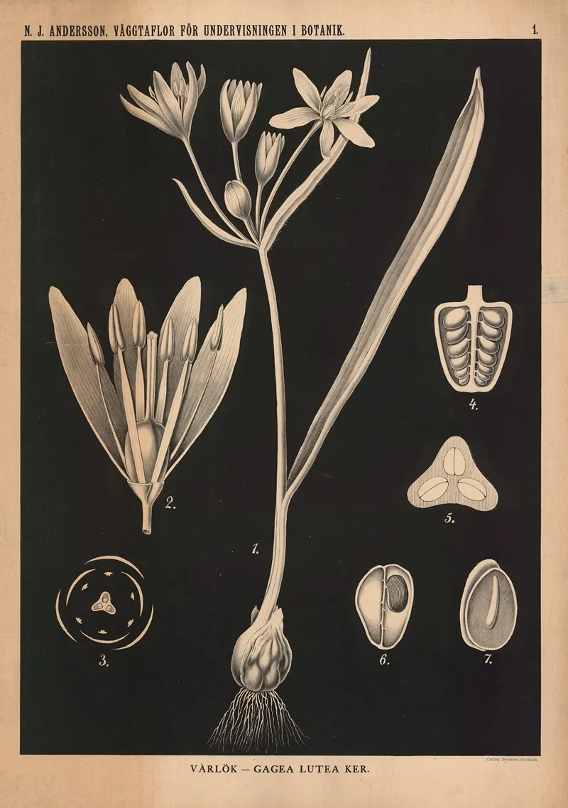 Varlok Gagea Lutea Ker