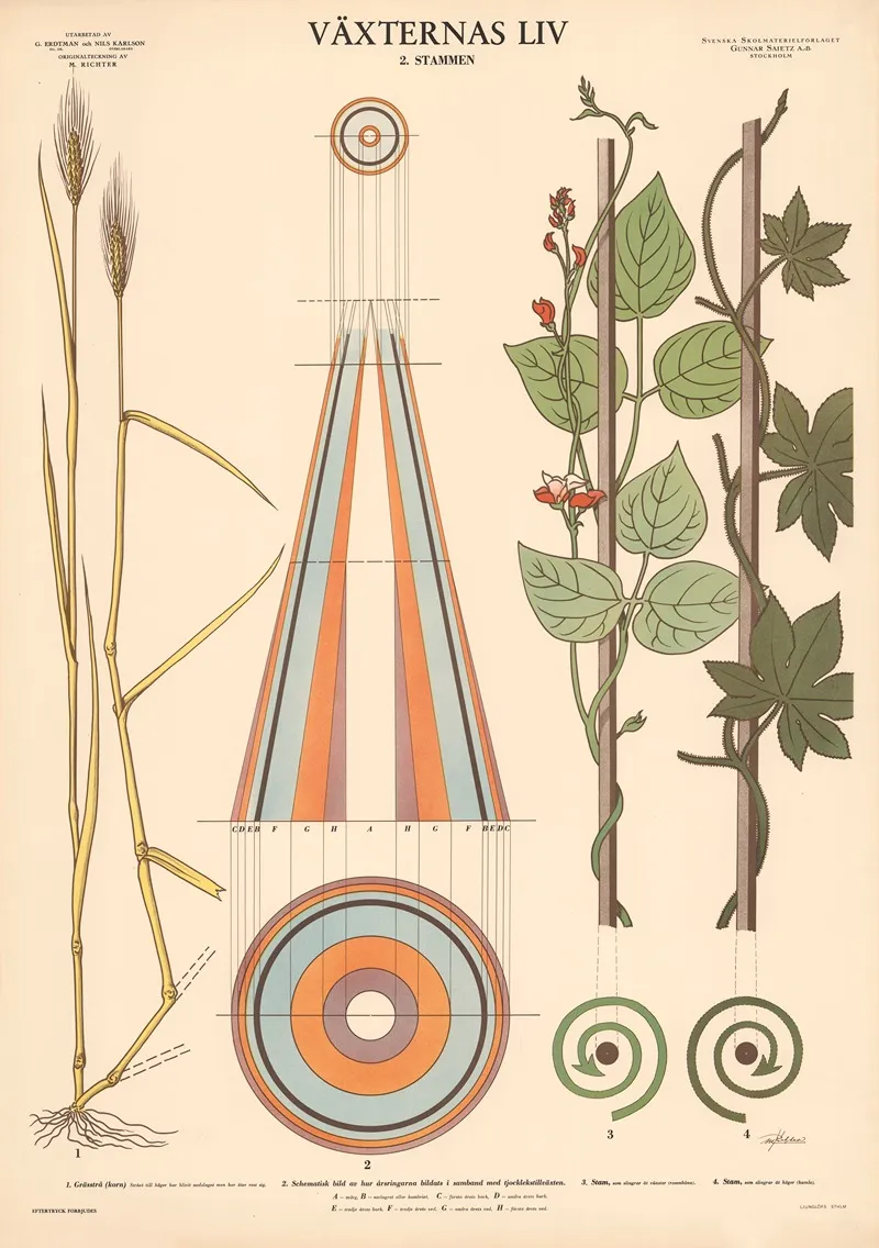 Vaxternas Liv 2 Stammen by Max Richter - Canvas Print