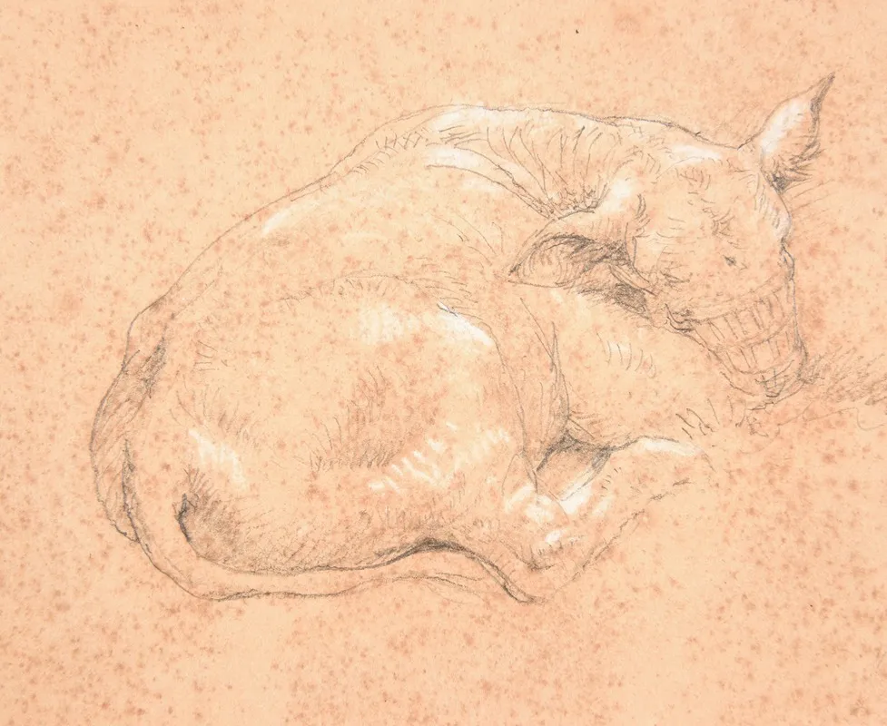 Veau Couche