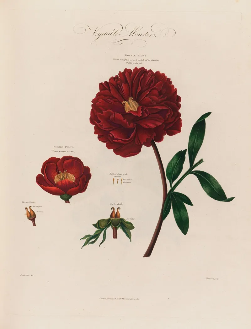 Vegetable Monsters Piony by Robert John Thornton - Canvas Print