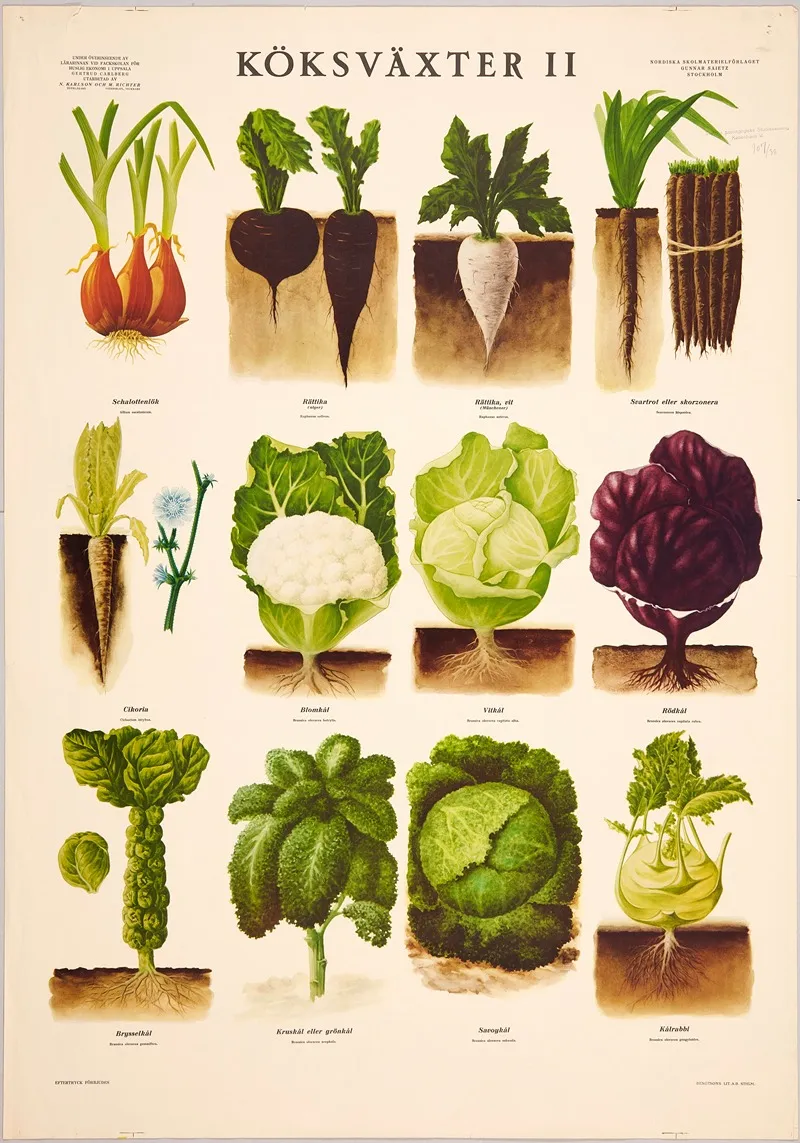Vegetables Ii by Max Richter - Canvas Print