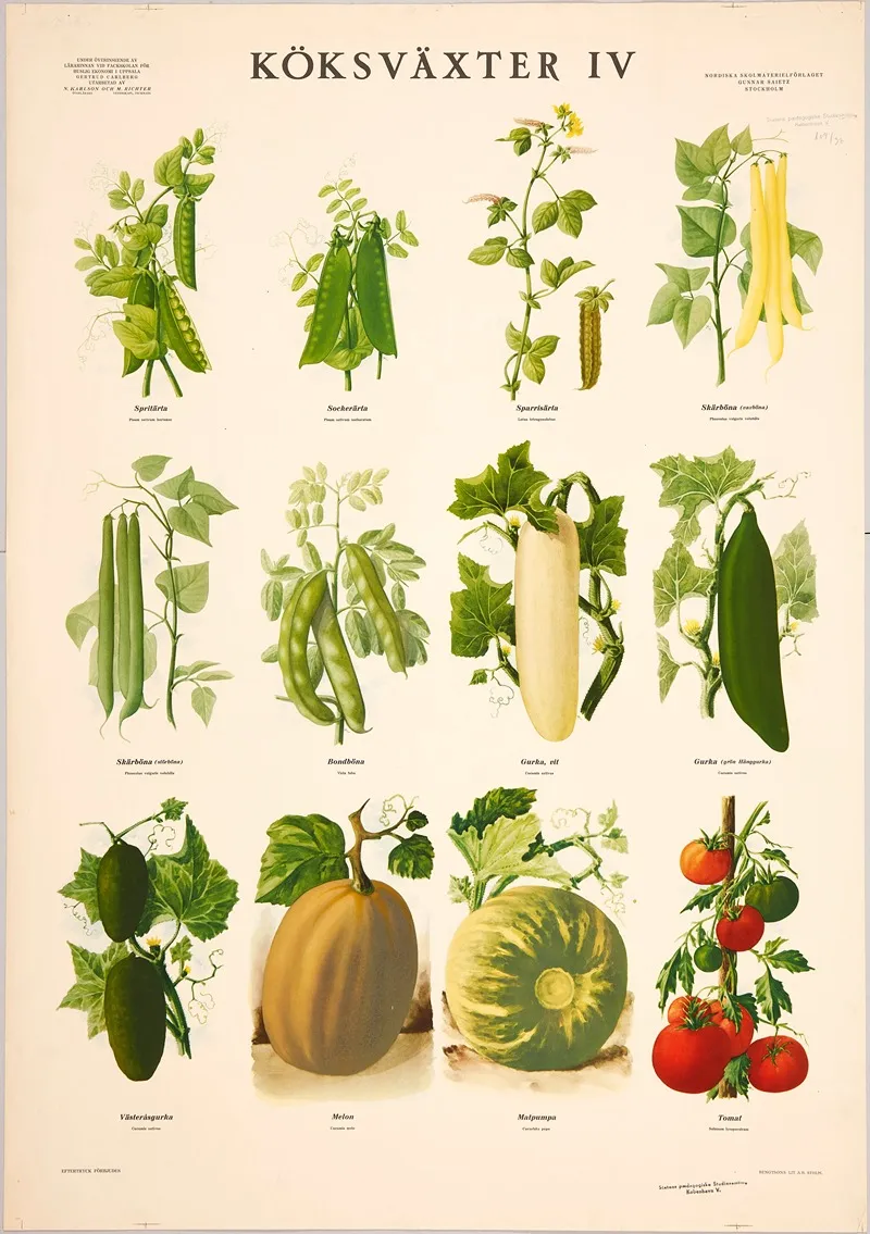 Vegetables Iv by Max Richter - Canvas Print