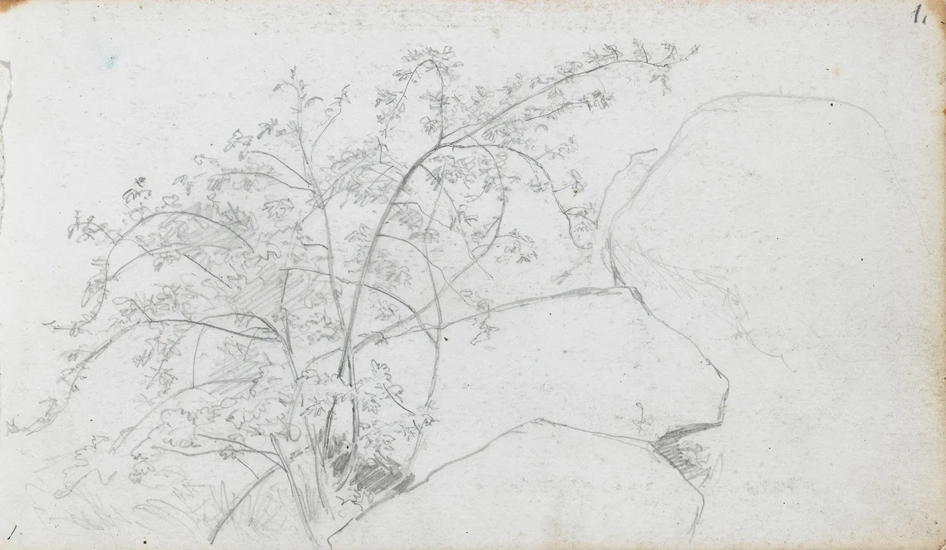 Vegetasjonsstudie by Hans Gude - Canvas Print