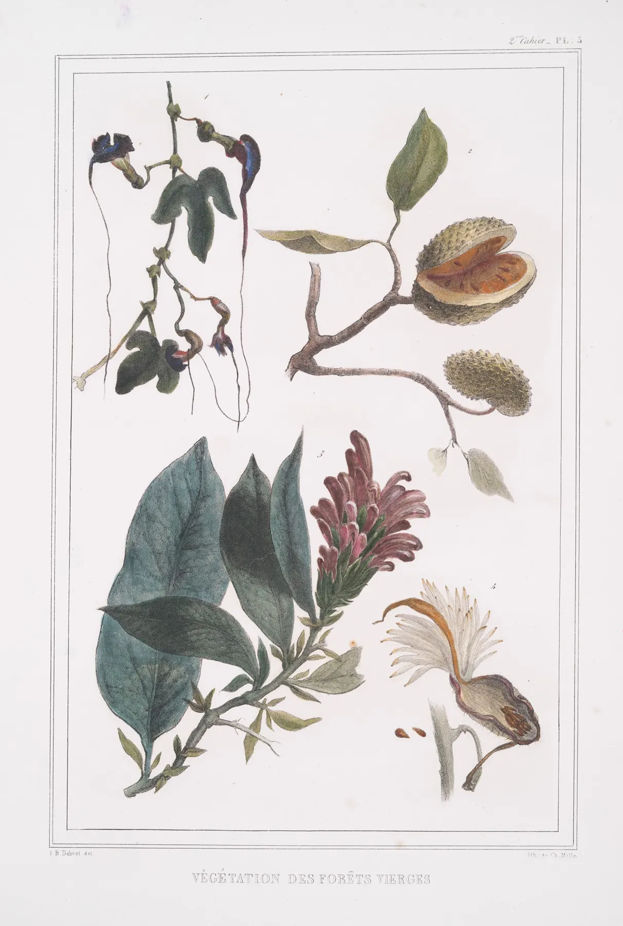 Vegetation Des Forets Vierges by Jean Baptiste Debret - Canvas Print