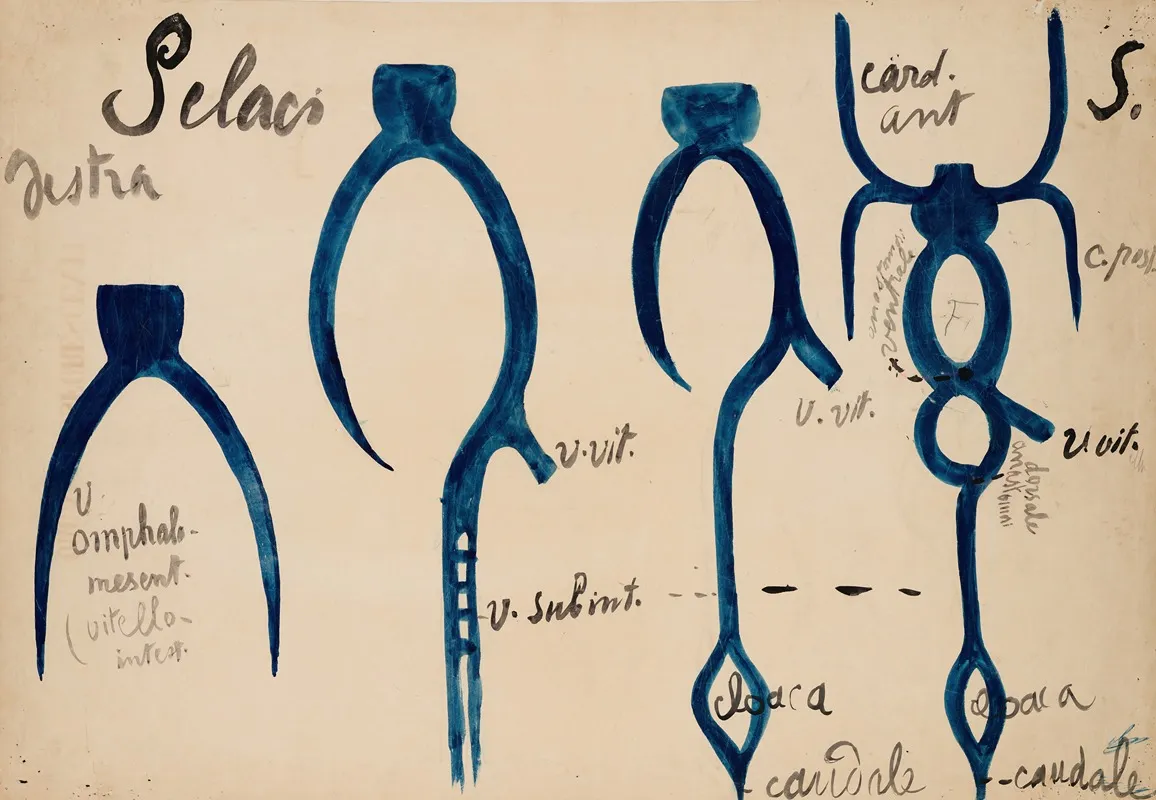 Venous System Of Selachians