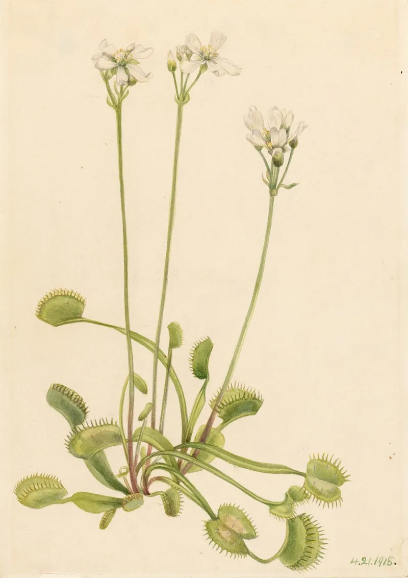 Venus Flytrap Dionaea Muscipula 2