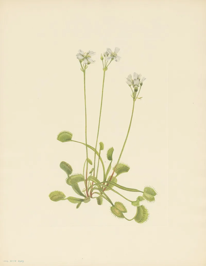 Venus Flytrap Dionaea Muscipula 3