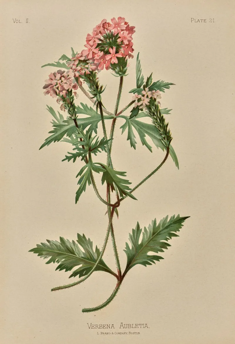Verbena Aubletia