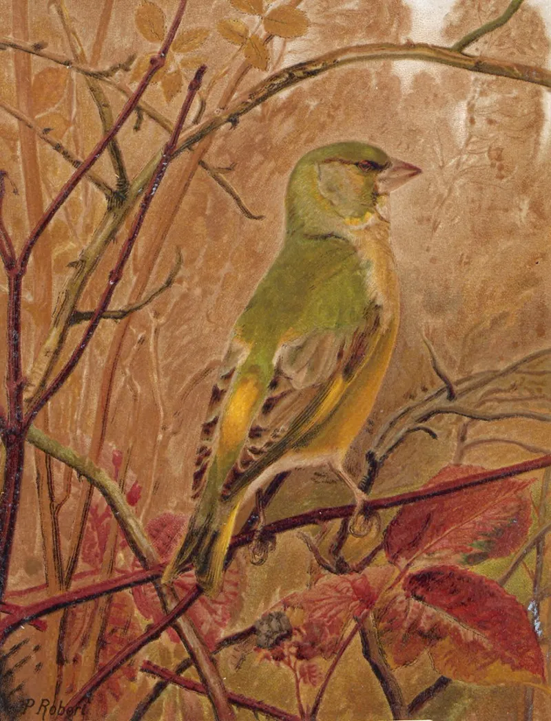 Verdier by Léo-Paul Robert - Canvas Print