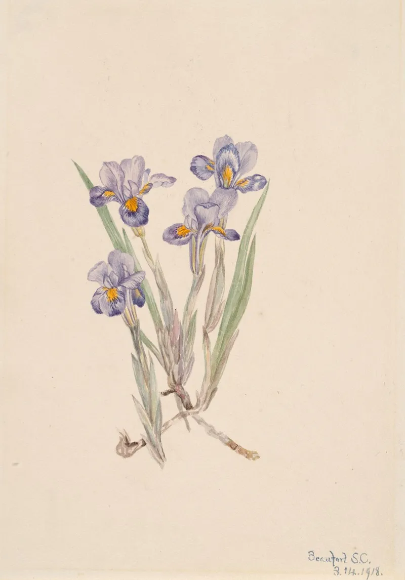 Vernal Iris Iris Verna 2