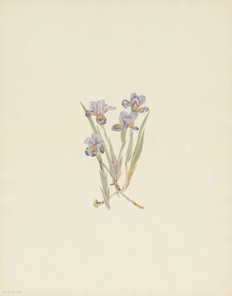 Vernal Iris Iris Verna 3