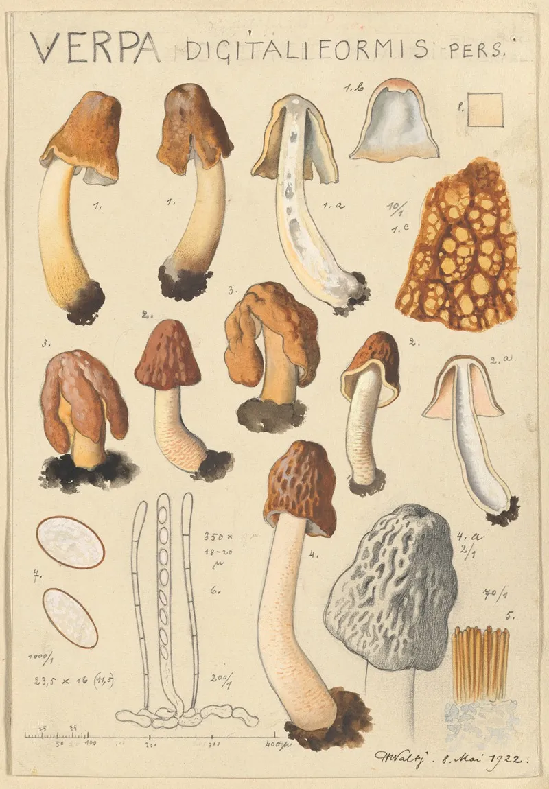 Verpa Digitaliformis by Hans Walty - Canvas Print