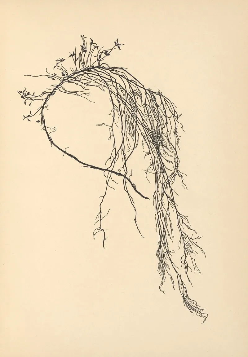 Vertrauen Pl 34