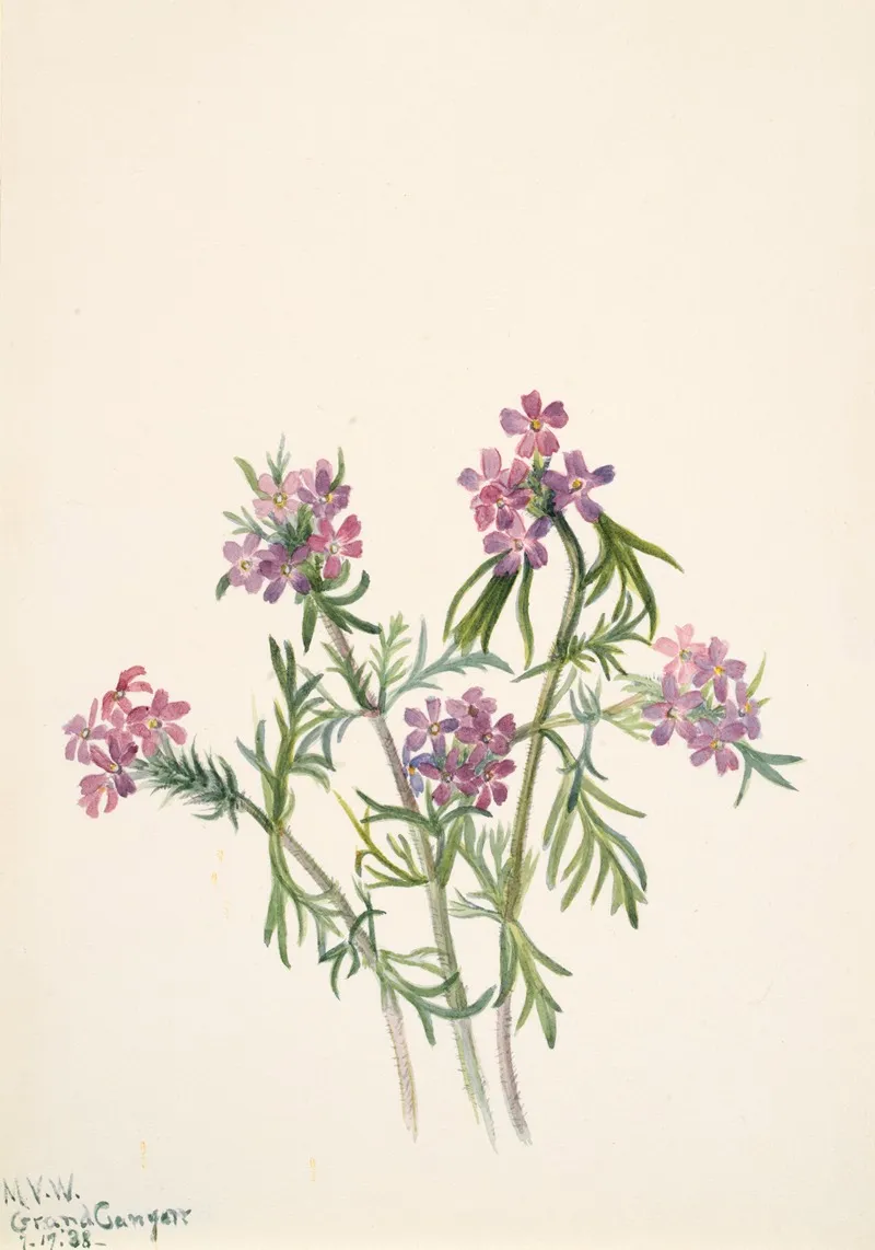 Vervain Verbena Wrightii