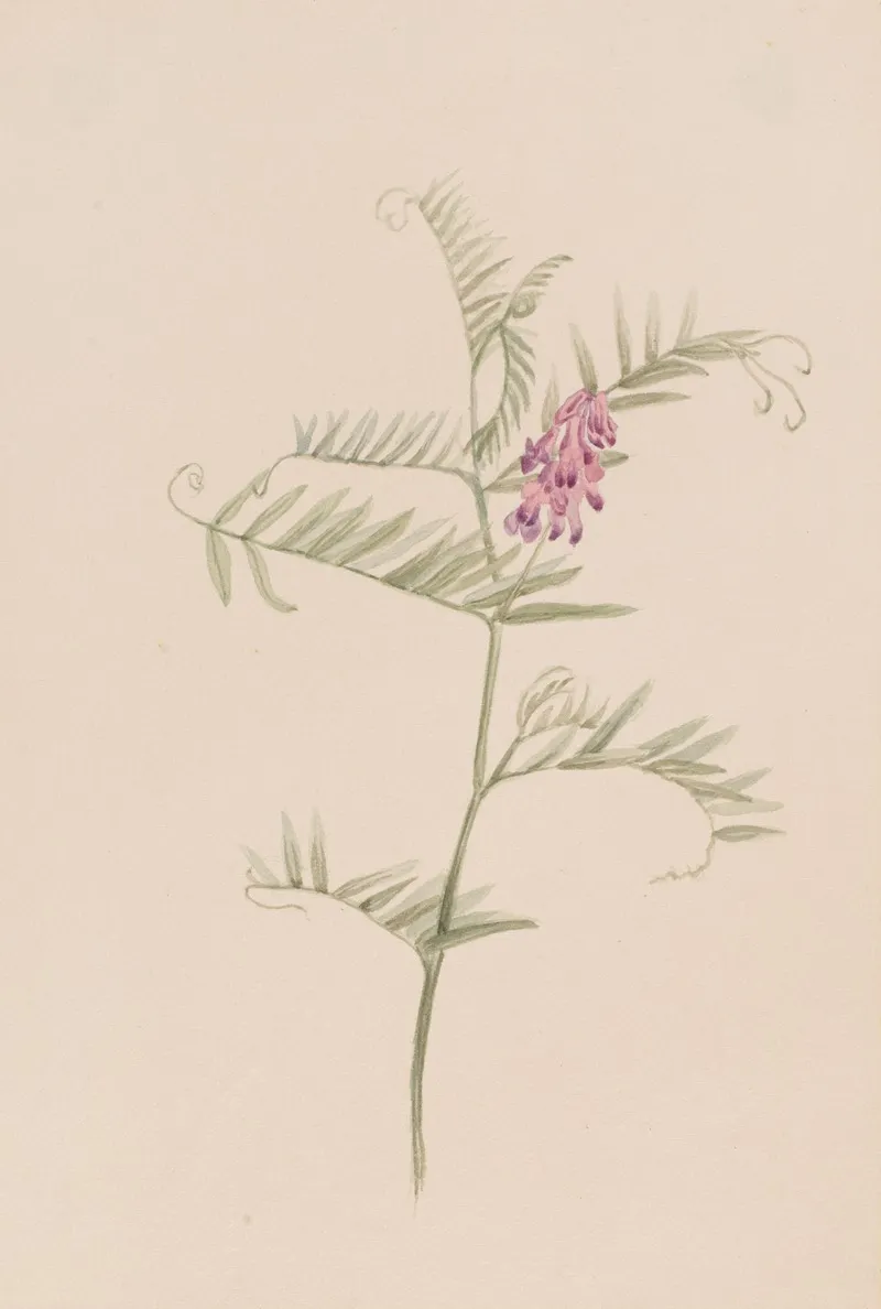 Vicia Americana