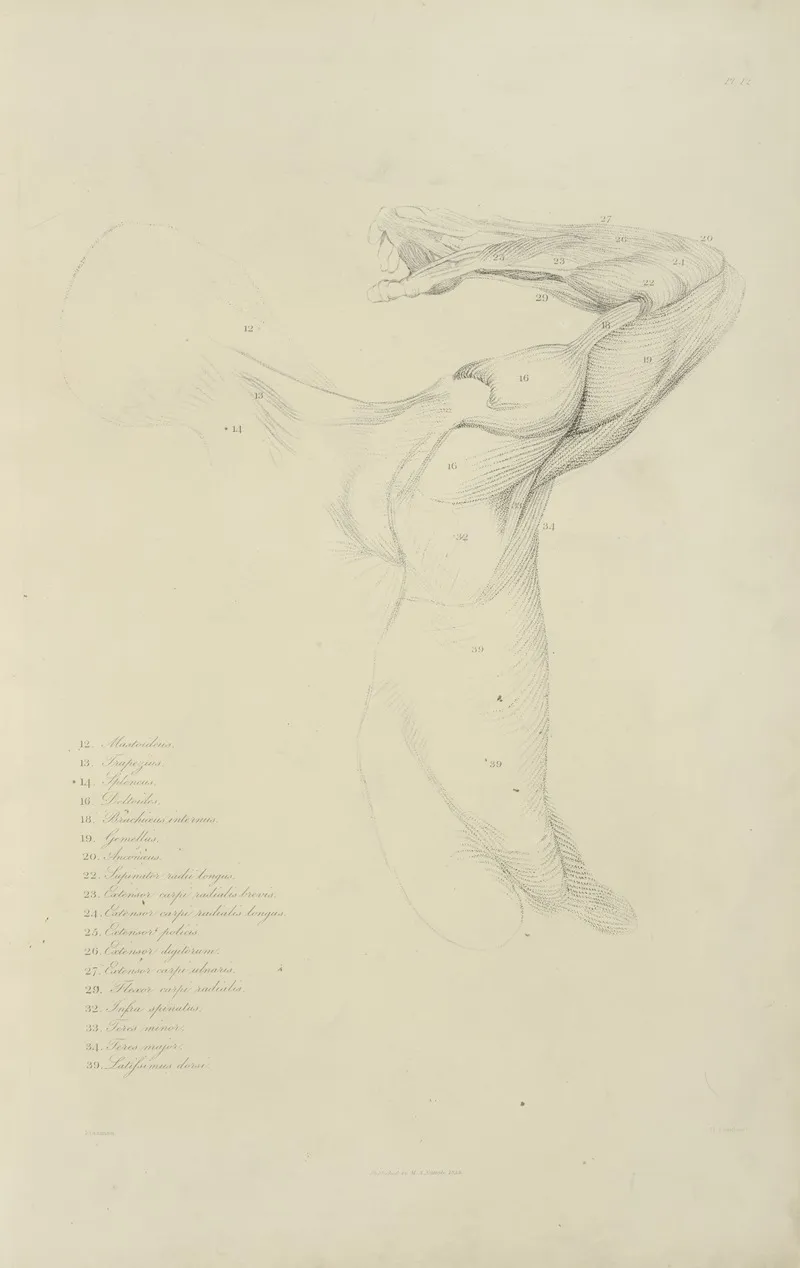 View Of Right Arm And Side Of Torso From The Back by M.A. Nattali - Canvas Print