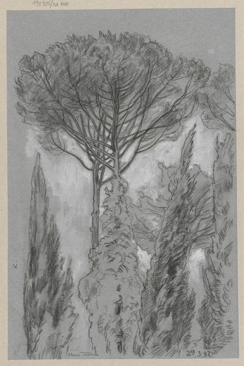 View Of Trees In Florence