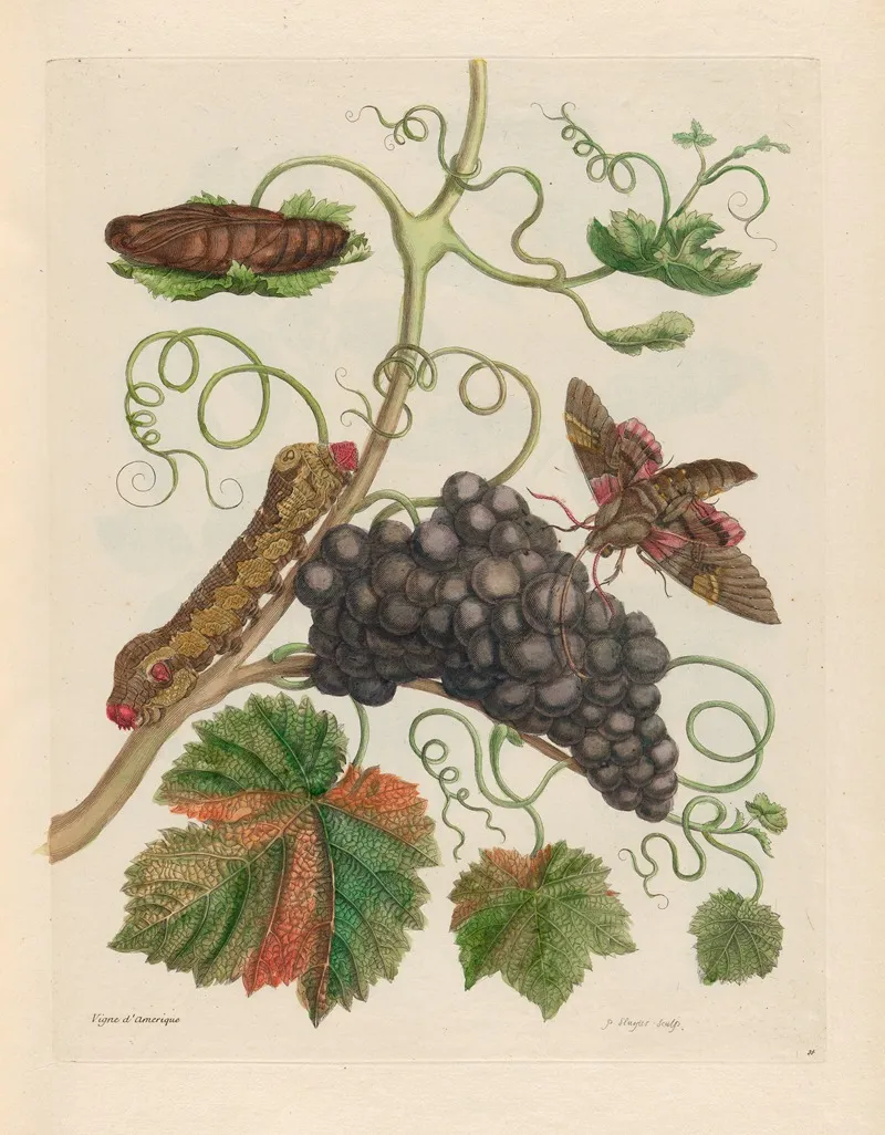 Vigne Damerique 2