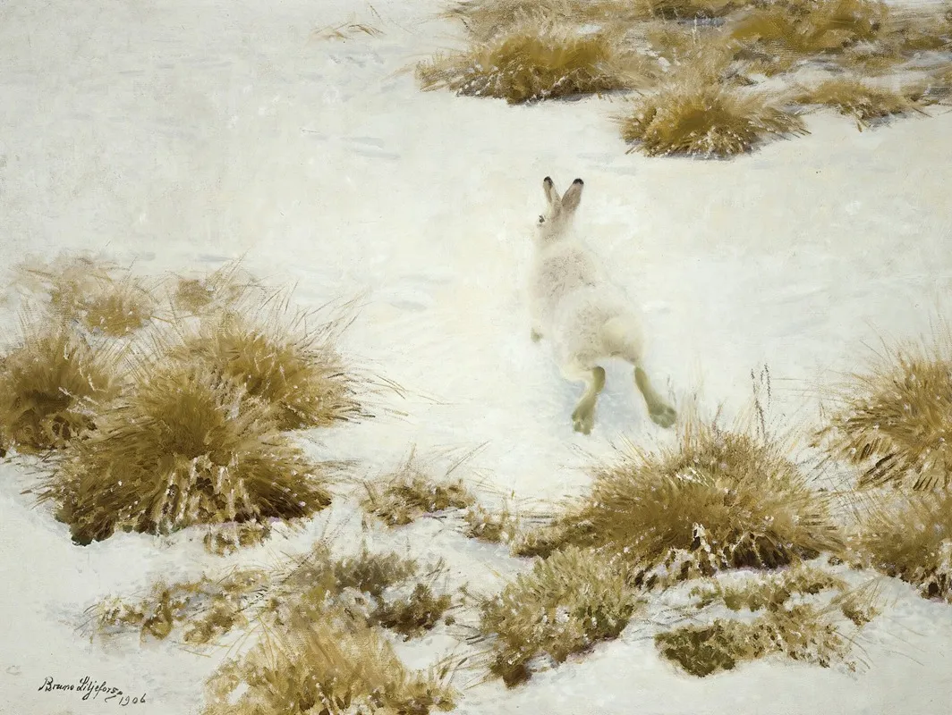 Vinterhare Bland Tuvor The Snow Hare by Bruno Liljefors - Canvas Print