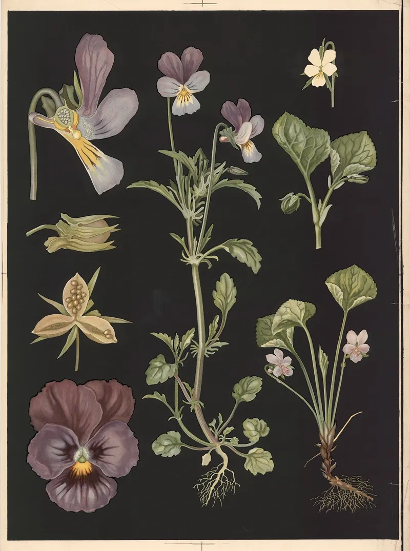 Violet 2 by Ebba Masalin - Canvas Print