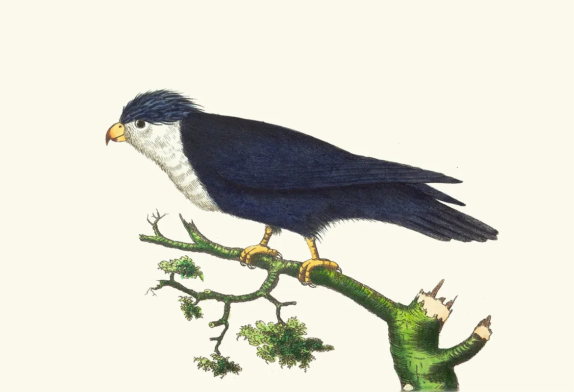 Violet Blue Parrakeet