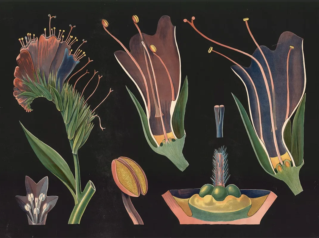 Vipers Bugloss Echium Vulgare