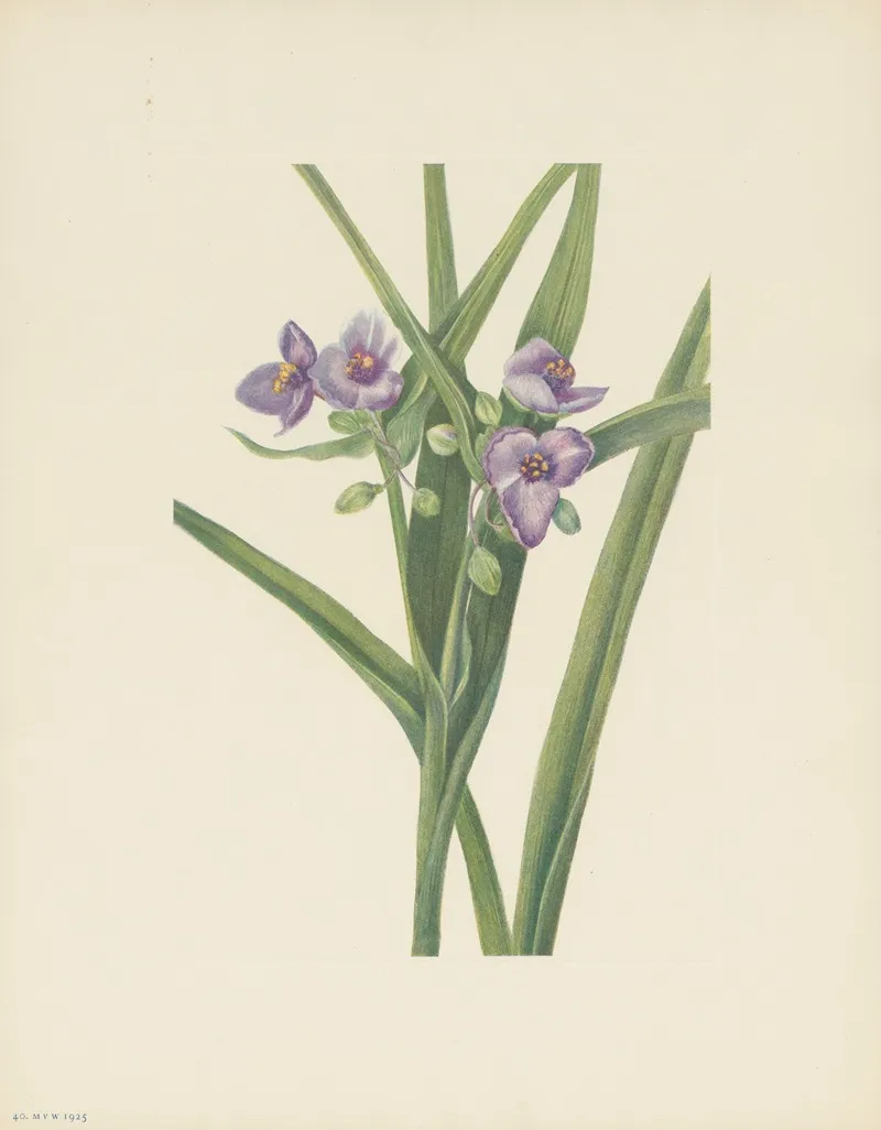 Virginia Spiderwort Tradescantia Virginiana 3