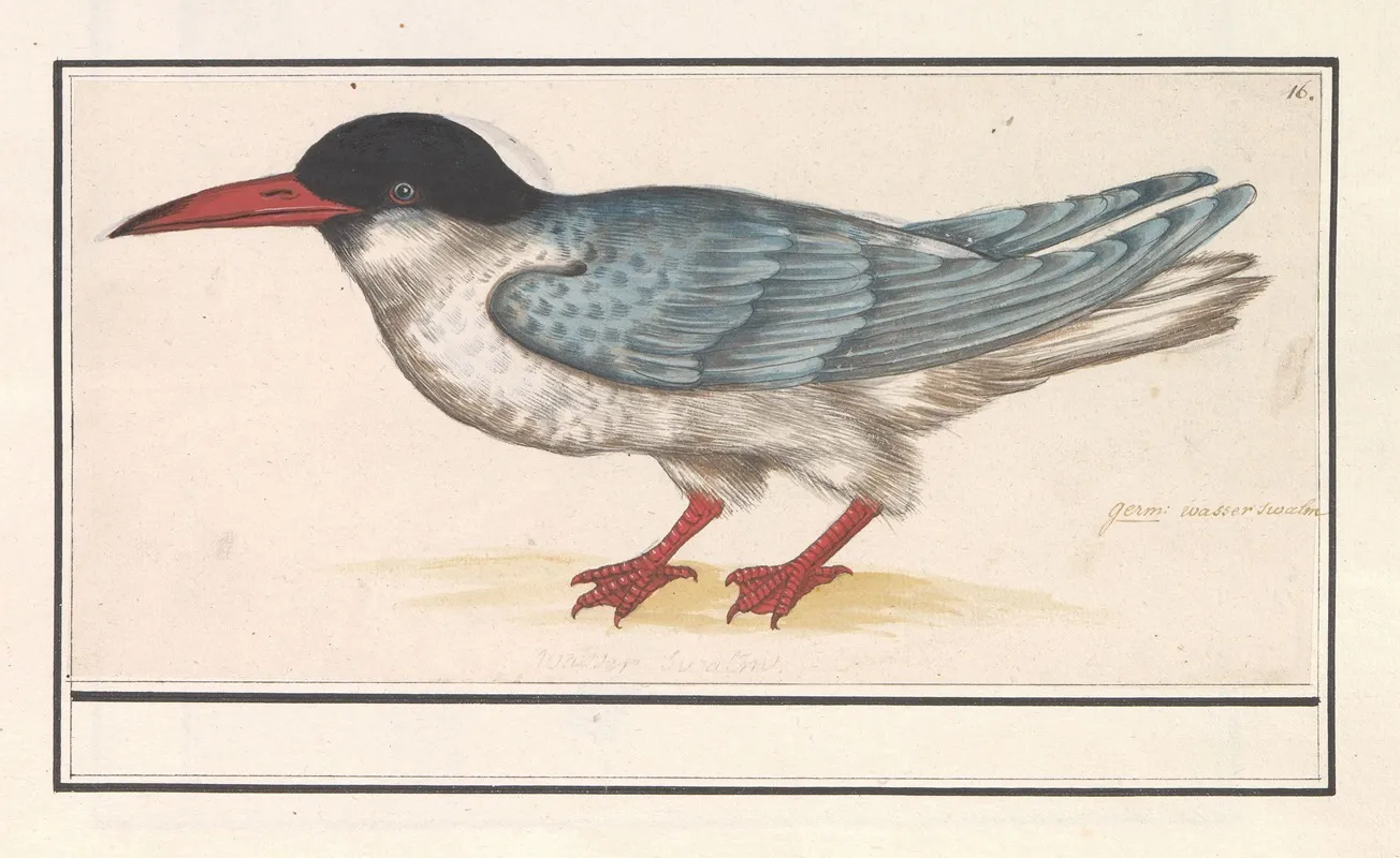 Visdief Sterna Hirundo