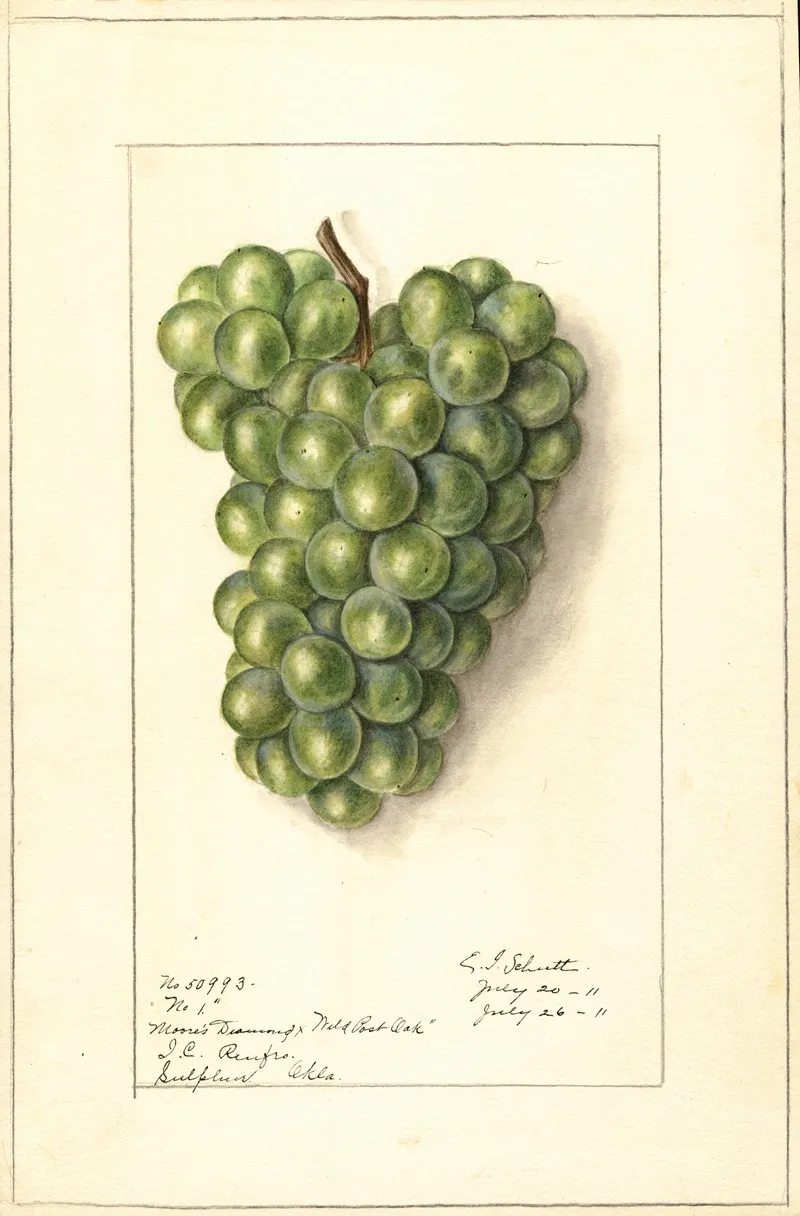 Vitis 3 by Ellen Isham Schutt - Canvas Print