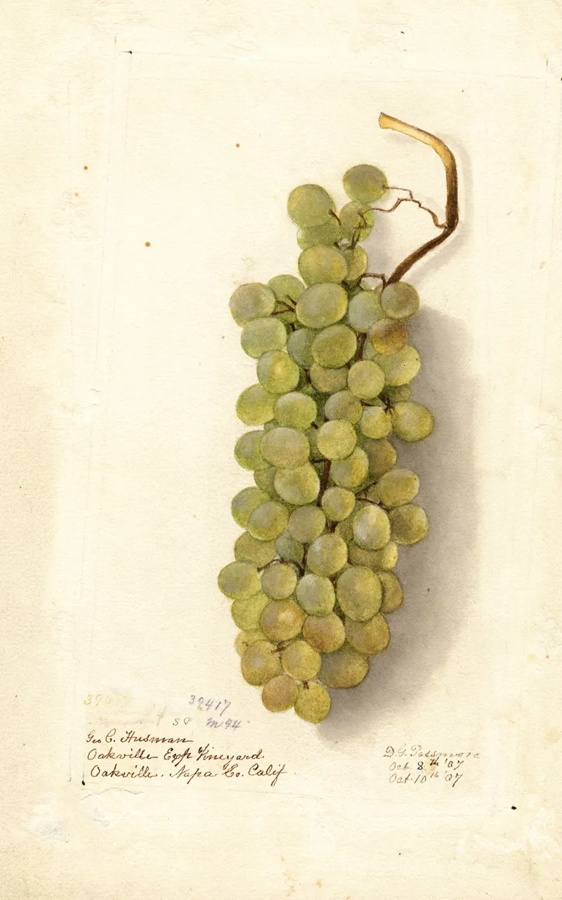 Vitis 6