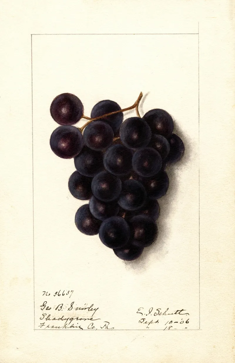 Vitis 7