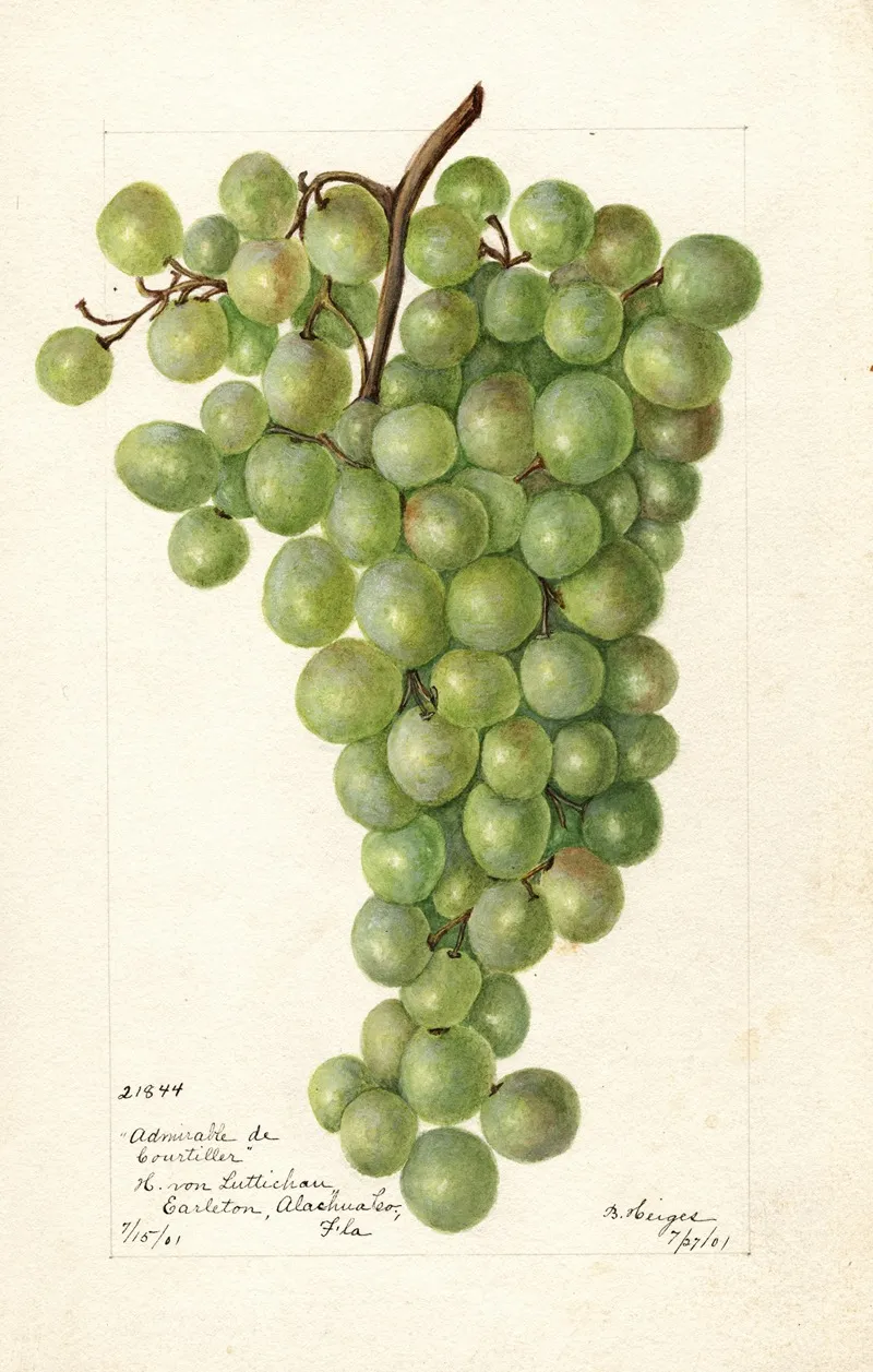 Vitis Admirable De Courtiller by Bertha Heiges - Canvas Print