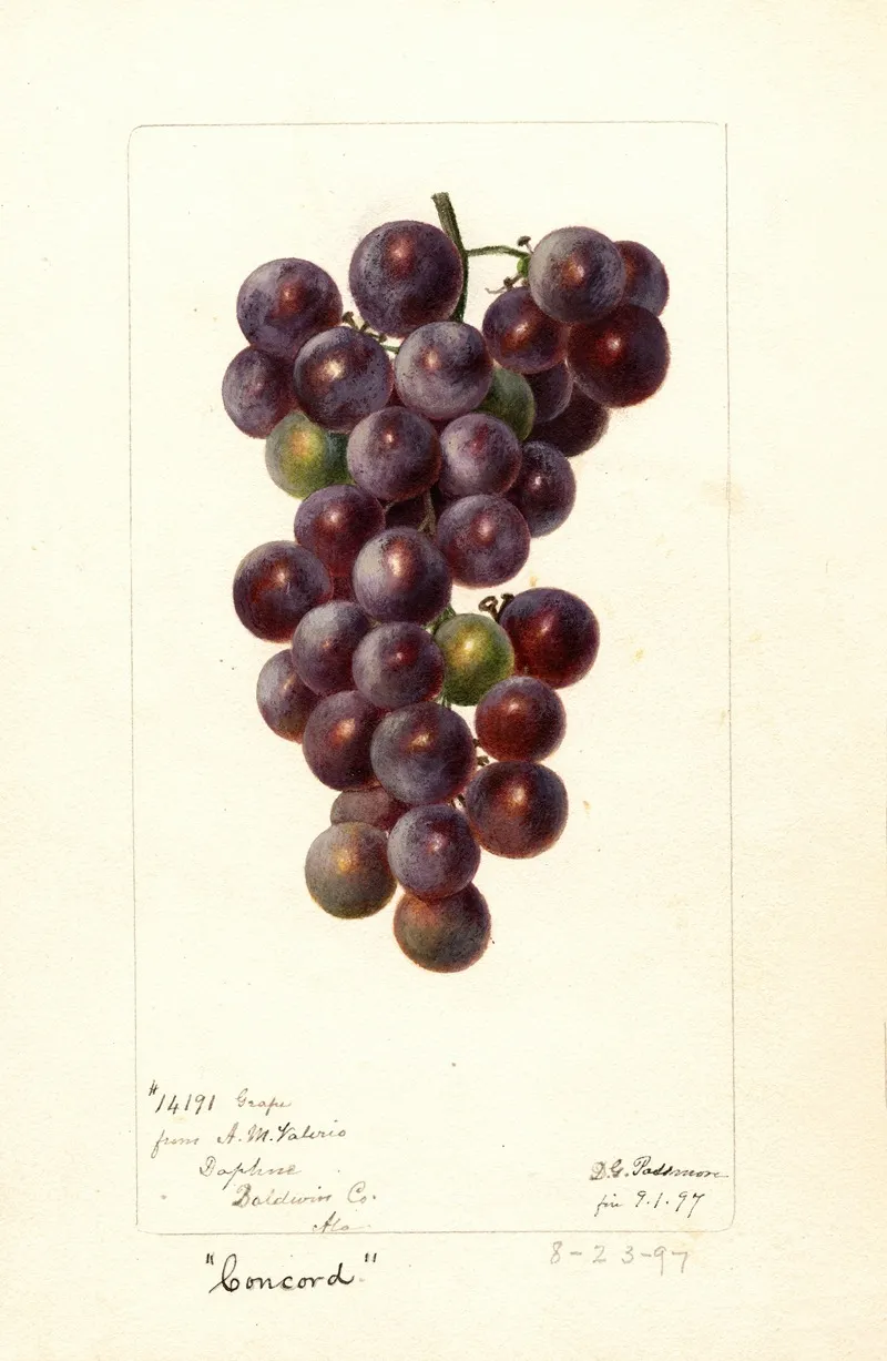 Vitis Concord by Deborah Griscom Passmore - Canvas Print