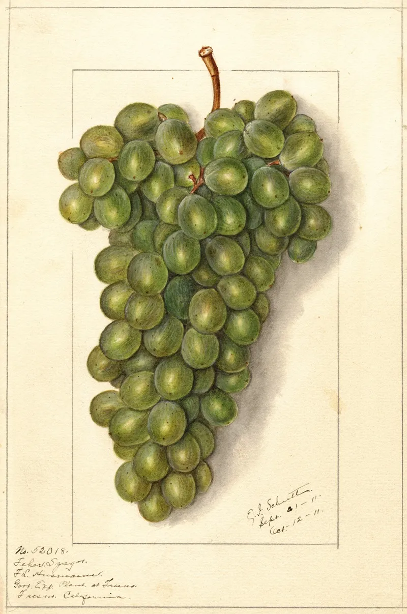 Vitis Feher Szagos