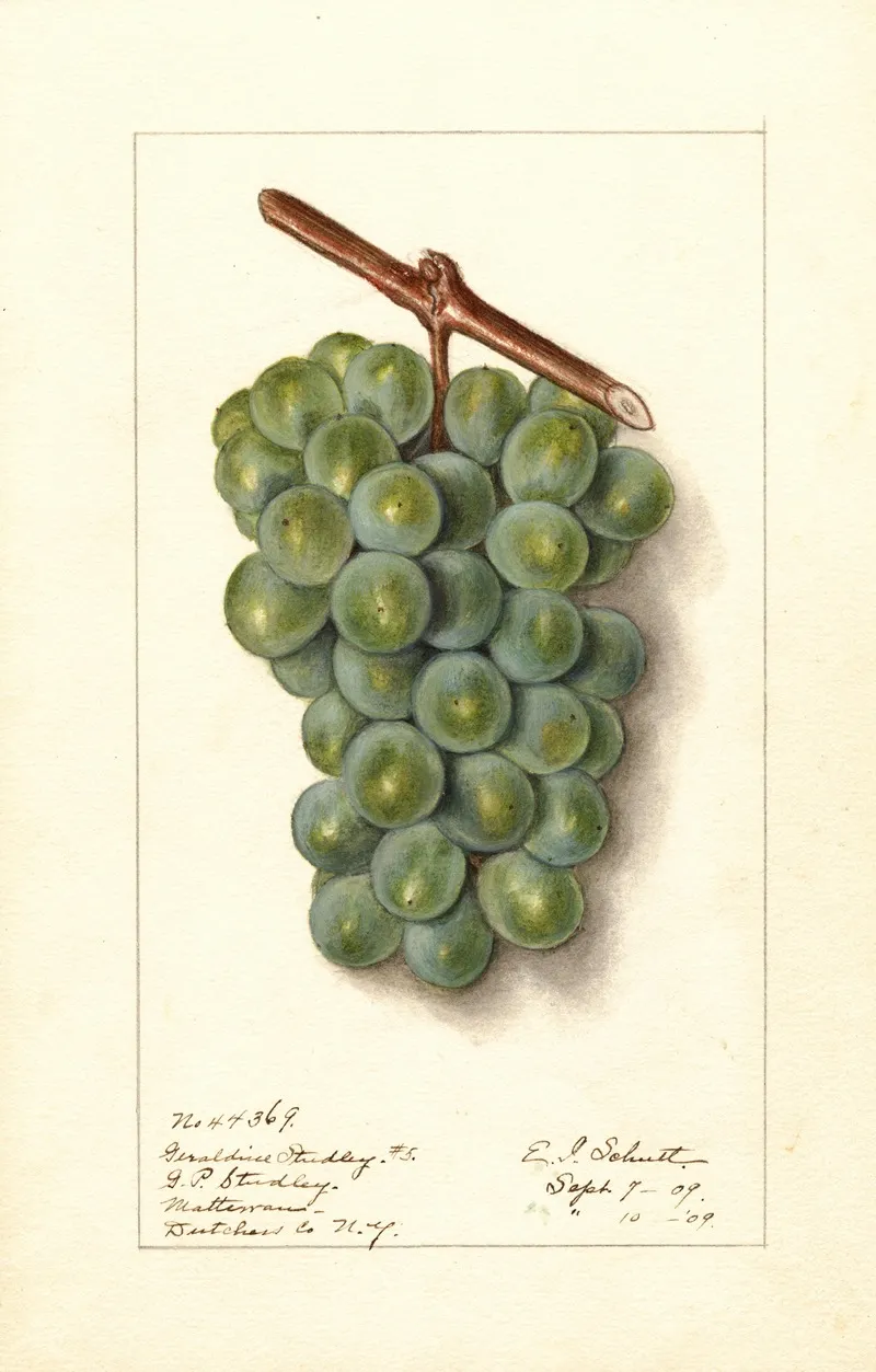 Vitis Geraldine Studley