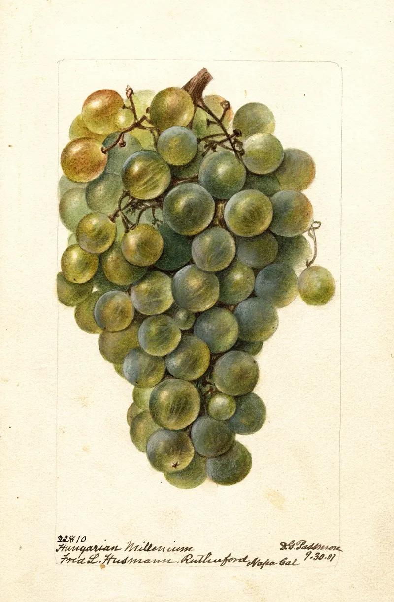 Vitis Hungarian Millenium