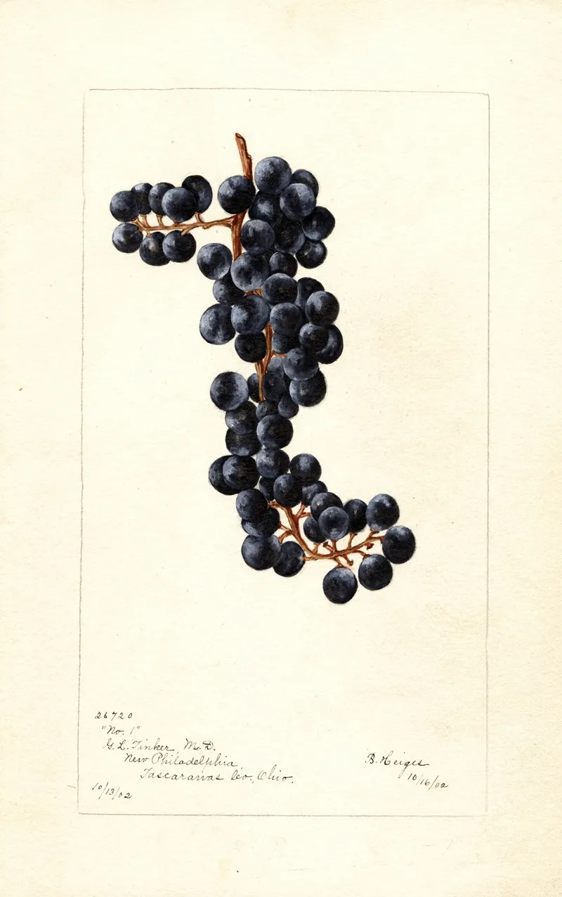 Vitis No by Bertha Heiges - Canvas Print