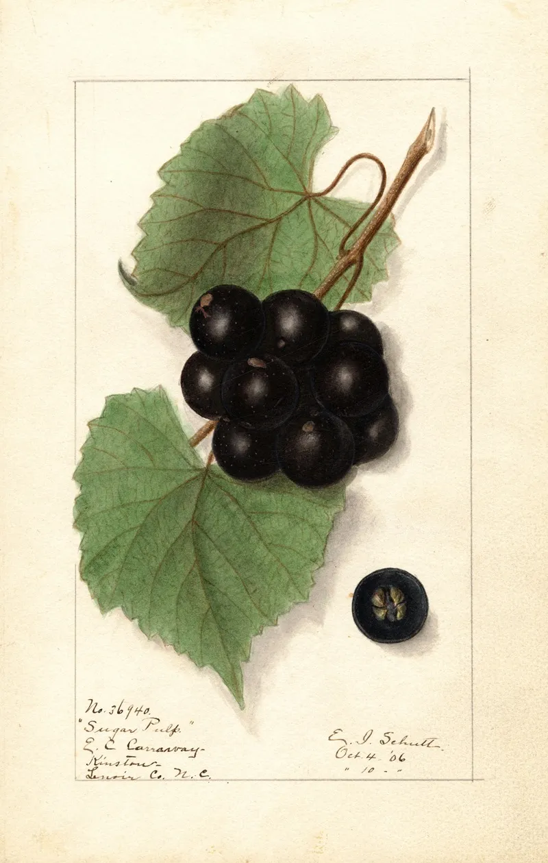 Vitis Sugar Pulp by Ellen Isham Schutt - Canvas Print