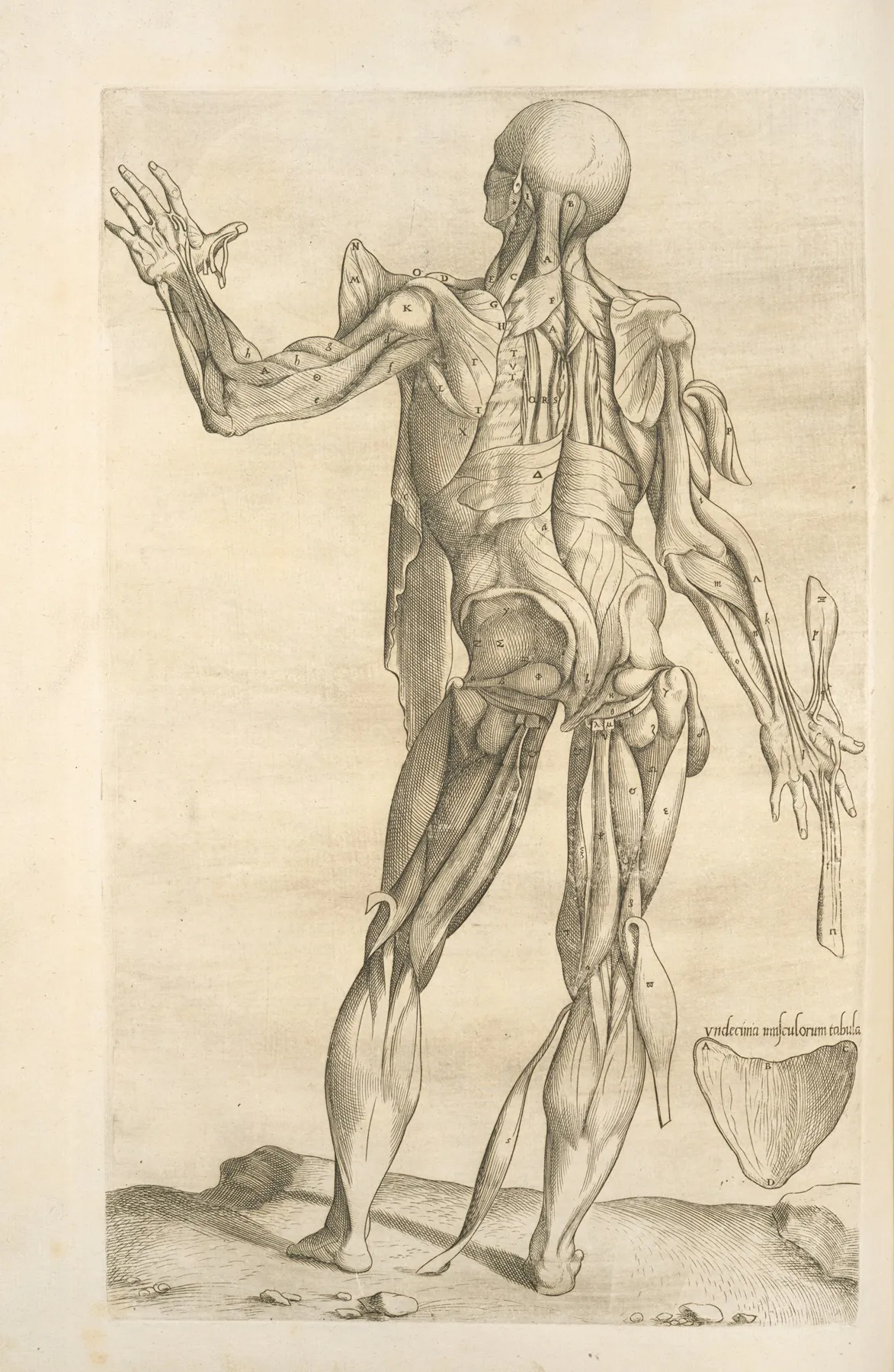 Vndecima Musculorum Tabula by Thomas Geminus - Canvas Print