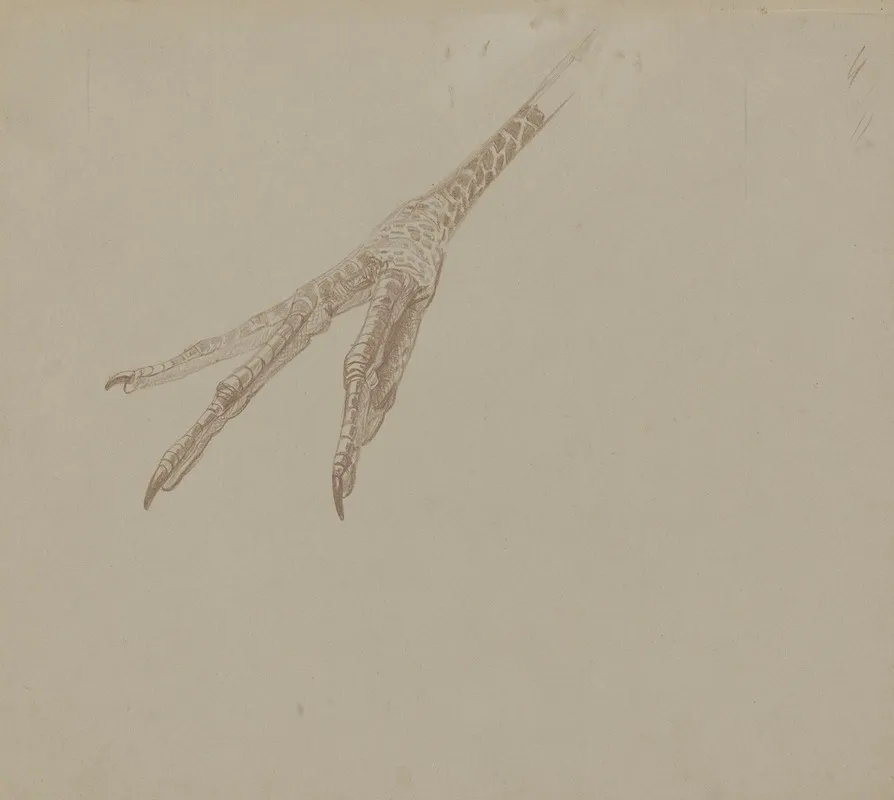 Vogelpoot by Theo van Hoytema - Canvas Print