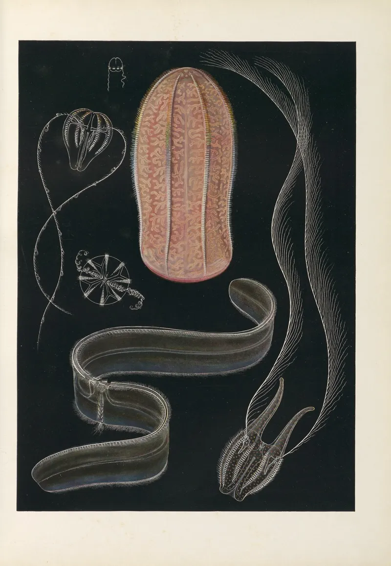 Vom Urtier Zum Menschen Frontispiece 2 by Konrad Guenther - Canvas Print