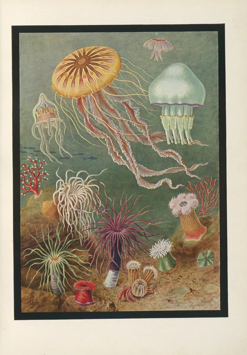 Vom Urtier Zum Menschen Frontispiece